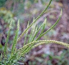 Reseda luteola