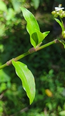 Tripogandra serrulata