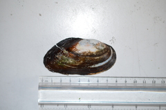 Anodonta