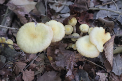 Desarmillaria tabescens