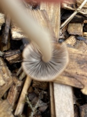 Conocybe tenera