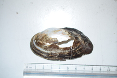 Anodonta