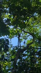 Cnidoscolus multilobus