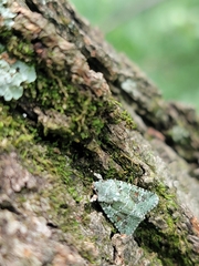 Lacinipolia implicata
