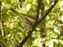 Phylloscopus trochilus