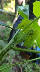 Cnidoscolus multilobus