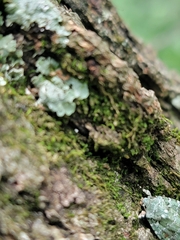 Lacinipolia implicata