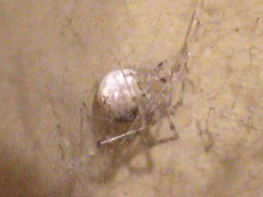 Cryptachaea gigantipes
