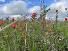 Castilleja coccinea