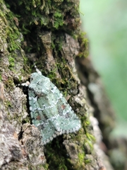 Lacinipolia implicata