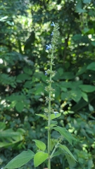 Salvia xalapensis