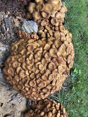 Desarmillaria caespitosa