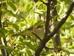 Phylloscopus trochilus