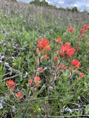 Castilleja coccinea