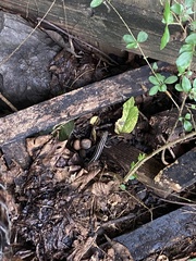 Plestiodon fasciatus