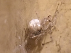 Cryptachaea gigantipes