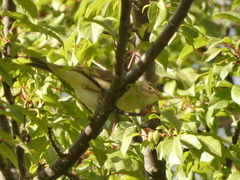 Phylloscopus trochilus