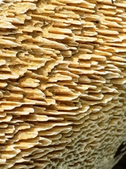 Basidioradulum radula