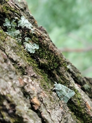 Lacinipolia implicata