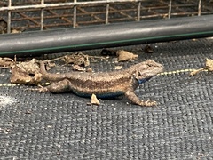 Sceloporus consobrinus
