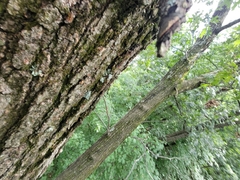 Lacinipolia implicata