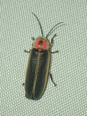Photinus pyralis