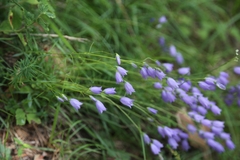 Campanula cespitosa