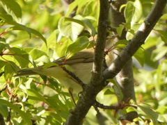 Phylloscopus trochilus