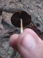 Agaricineae