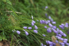 Campanula cespitosa
