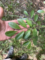 Ilex coriacea
