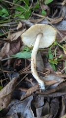 Limacella