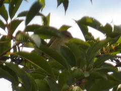 Phylloscopus collybita