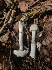 Phalloideae