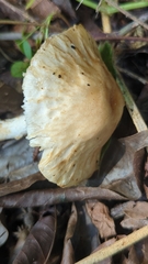 Limacella