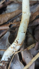 Limacella