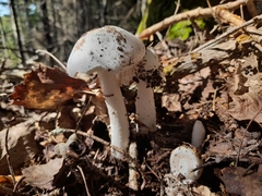 Phalloideae