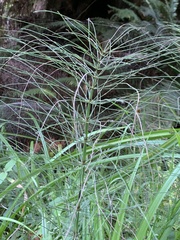Equisetum telmateia