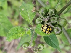 Epilachna mexicana