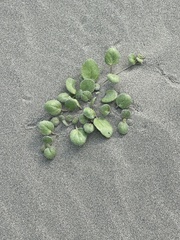 Verbenaceae