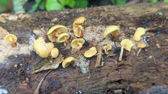 Gymnopilus palmicola