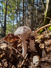 Phalloideae