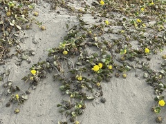 Verbenaceae