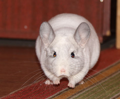 Chinchillidae