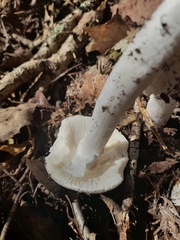 Phalloideae