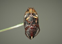 Hydaticus transversalis