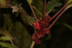 Gesneriaceae