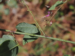Desmodium laevigatum