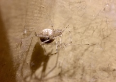 Cryptachaea gigantipes