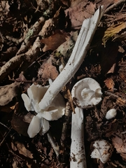 Phalloideae